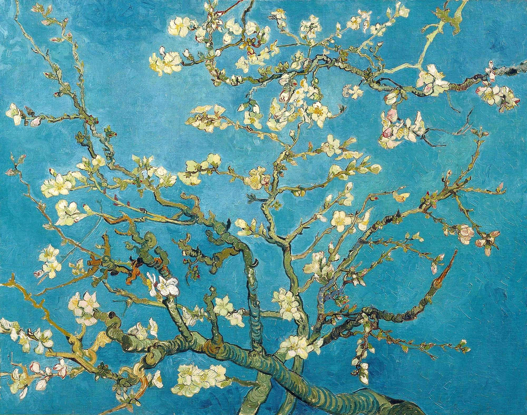 almond tree